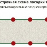 Kako saditi paradajz u otvorenom tlu - pravilna sadnja